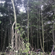 The mangrove forest in He’eia, Hawaii.
